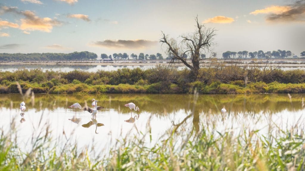 Vivre dans le Gard : 10 bonnes raisons de s’y installer en 2026 Paysage de Camargue dans le sud du Gard