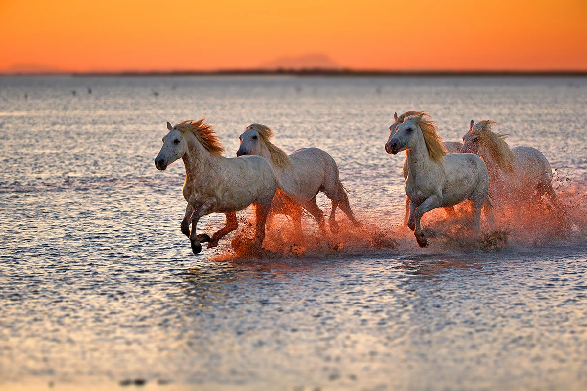 camargue gard