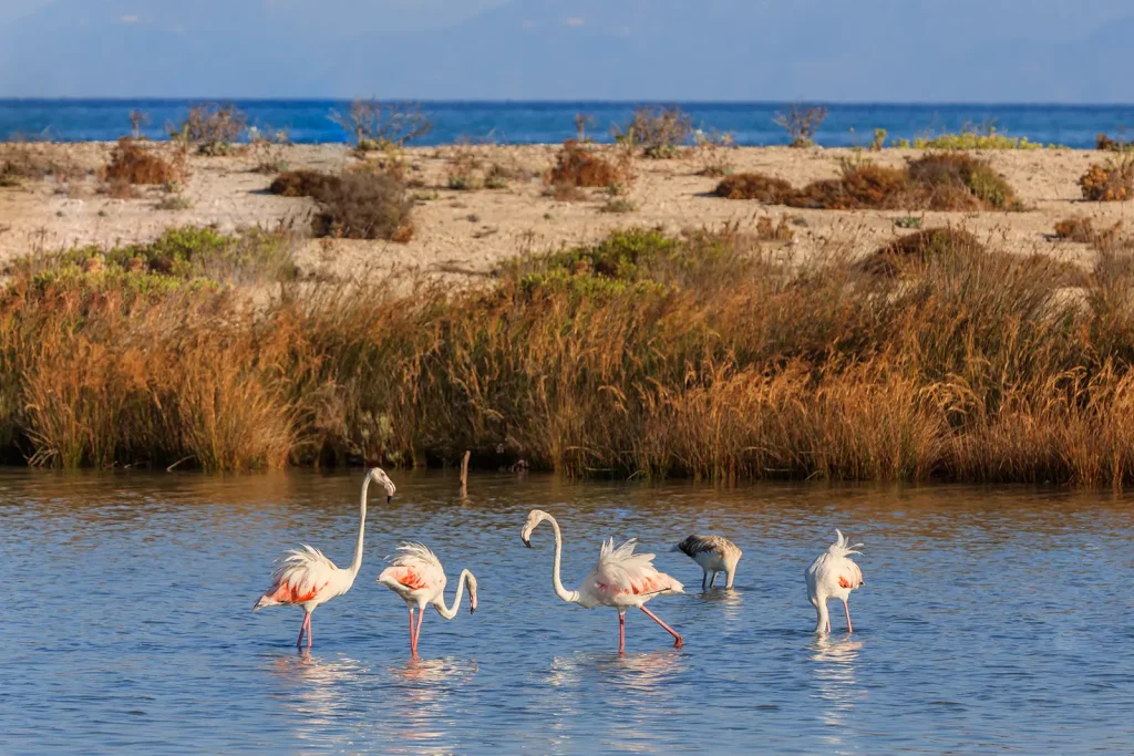 Une semaine pour choisir où vivre dans le Gard : notre itinéraire de repérage avant de déménager Petite Camargue et littoral gardois