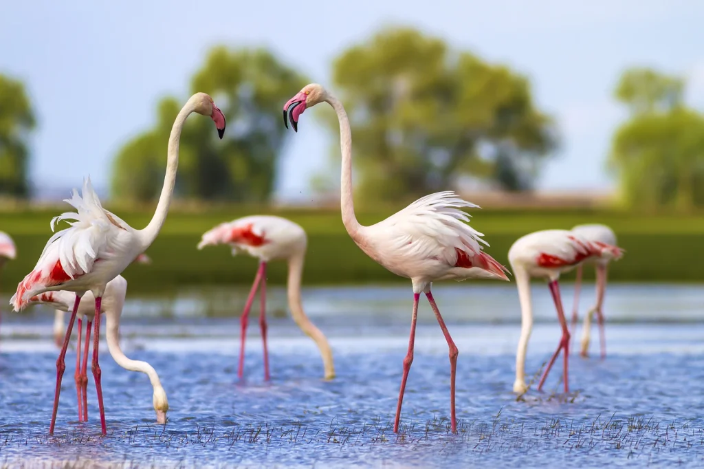 Littoral et paysages de Camargue gardoise