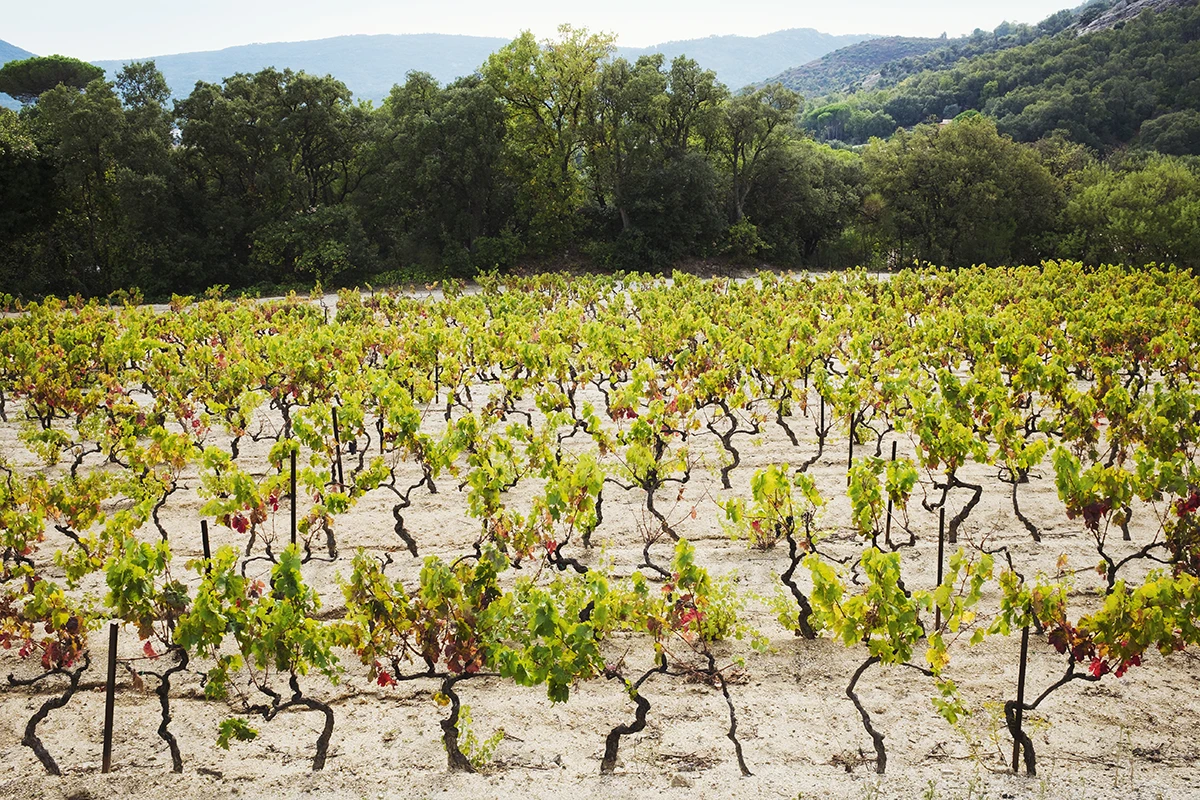 vignoble gard